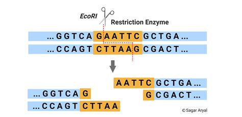 restriction enzymes neb|restriction enzyme finder.